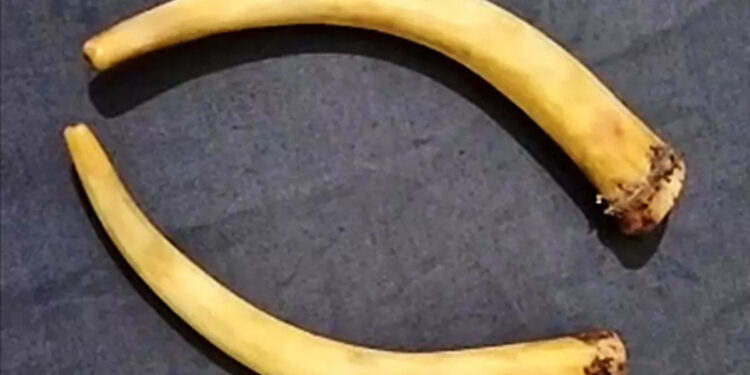 யானை தந்தங்களை விற்க முயன்ற வழக்கில் 7 பேர் கைது – வனத்துறை நடவடிக்கை