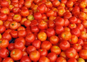 சாலையோரங்களில் கொட்டப்படும் தக்காளி.. விளைச்சல் இருந்தும் விவசாயிகள் வருத்தம்.