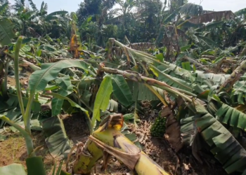 வாழைப்பயிர் சேதம்