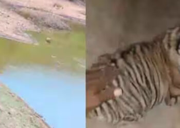 புலிக்குட்டியை தொட்டவரின் மேல் வழக்கு!