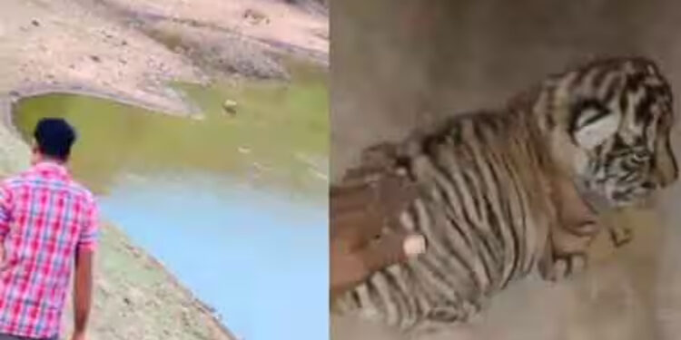 புலிக்குட்டியை தொட்டவரின் மேல் வழக்கு!