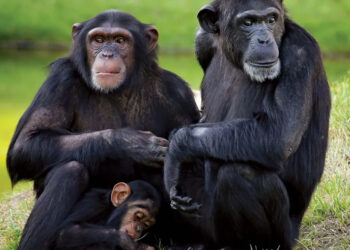 மூலிகைகளை பயன்படுத்தும் சிம்பன்சிகள் – ஆய்வில் புதிய கண்டுபிடிப்பு !