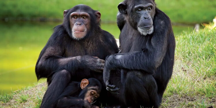 மூலிகைகளை பயன்படுத்தும் சிம்பன்சிகள் – ஆய்வில் புதிய கண்டுபிடிப்பு !