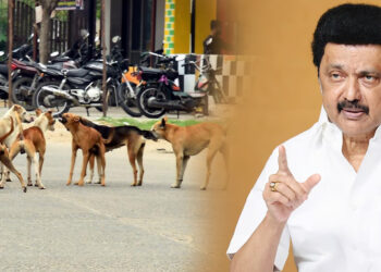 மாநிலம் முழுவதும் நாய்களின் இனப்பெருக்கத்தை கட்டுப்படுத்த நடவடிக்கை: முதலமைச்சர் ஸ்டாலின் உத்தரவு!