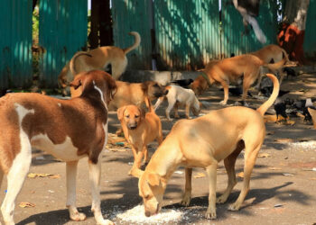 சென்னையில் 1.80 லட்சம் தெருநாய்களுக்கு மைக்ரோசிப் பொருத்தும் பணி தொடக்கம் : மாநகராட்சி அறிவிப்பு