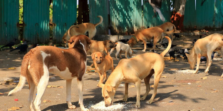 சென்னையில் 1.80 லட்சம் தெருநாய்களுக்கு மைக்ரோசிப் பொருத்தும் பணி தொடக்கம் : மாநகராட்சி அறிவிப்பு