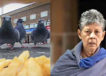 புறாக்களுக்கு உணவளித்த மூதாட்டிக்கு ரூ.80,000 அபராதம் : சிங்கப்பூரில் பரபரப்பான சம்பவம்