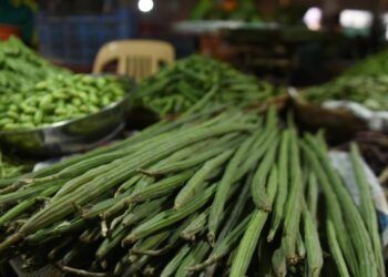 சென்னையில் முருங்கைக்காய் விலை 50% குறைவு