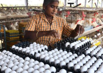 நாமக்கலில் முட்டை விலை தொடர்ந்து உயர்வு – பண்ணையாளர்கள் மகிழ்ச்சி