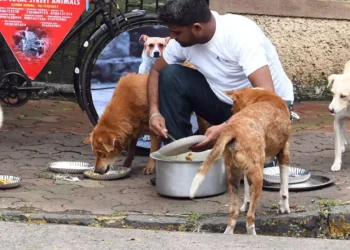 நாய்களுக்கு உணவளிப்பது நல்லதா ? ஜோதிடம் சொல்வது என்ன ?