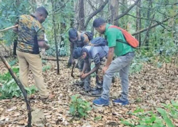 உடுமலை அமராவதி வனச்சரகத்தில் புலிகள் கணக்கெடுப்பு பணி துவக்கம்