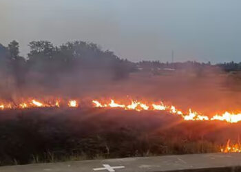 விழுப்புரம் முத்தாம்பாளையம் ஏரியில் தீ விபத்து : விழல்கள், உயிரினங்கள் எரிந்து நாசம்