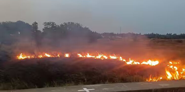 விழுப்புரம் முத்தாம்பாளையம் ஏரியில் தீ விபத்து : விழல்கள், உயிரினங்கள் எரிந்து நாசம்