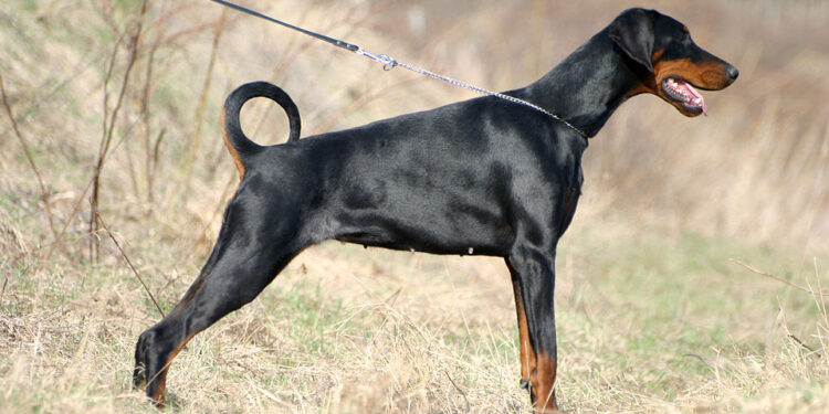 நாயை கூட விட்டு வைக்கலயா.. வாலிபர் கைது