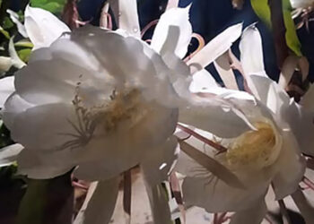 இமயமலையில் மட்டுமே பூக்கக்கூடிய பூ !