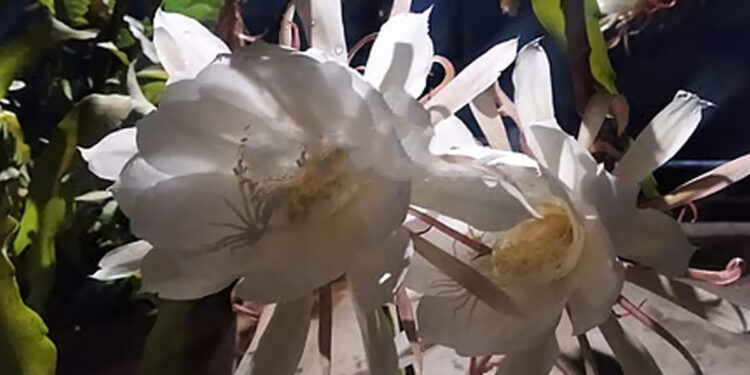 இமயமலையில் மட்டுமே பூக்கக்கூடிய பூ !