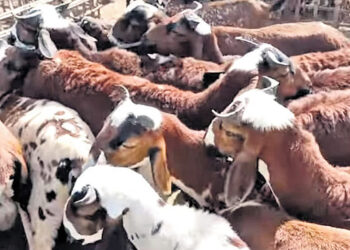 பக்ரீத் பண்டிகை.. ஆடுகளுக்கு இவ்வளவு பணமா.. ?