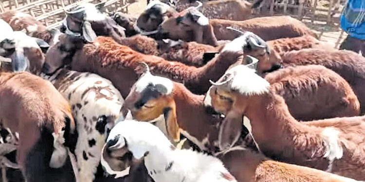 பக்ரீத் பண்டிகை.. ஆடுகளுக்கு இவ்வளவு பணமா.. ?