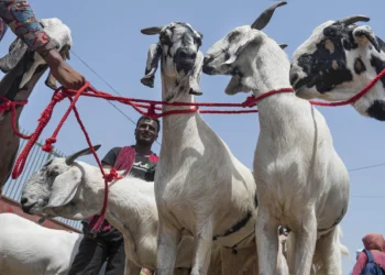 “என்னடா மதுரைக்காரனுக்கு வந்த சோதனை” ஆட்டுக்கு பதிலா அல்வா கொடுத்த பண்ணை