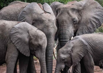 50 யானைகளை கொல்ல முடிவு – என்ன காரணம் ?