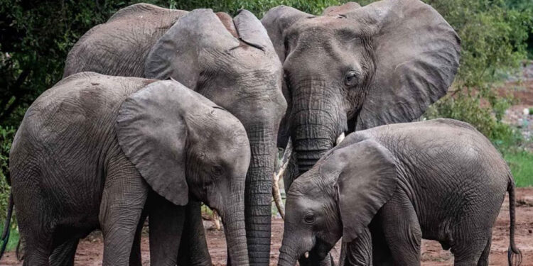 50 யானைகளை கொல்ல முடிவு – என்ன காரணம் ?