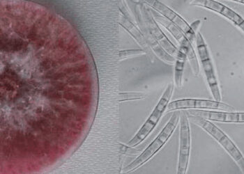 கொரோனாவை விட ஆபத்து… – வந்தது எச்சரிக்கை