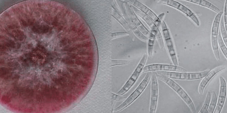 கொரோனாவை விட ஆபத்து… – வந்தது எச்சரிக்கை