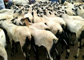 ராமநாதபுரம் : பக்ரீத் பண்டிகையை முன்னிட்டு ஆடுகளின் விலை – 2 மணி நேரத்தில் ₹3 கோடி விற்பனை