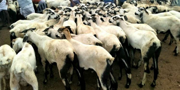 ராமநாதபுரம் : பக்ரீத் பண்டிகையை முன்னிட்டு ஆடுகளின் விலை – 2 மணி நேரத்தில் ₹3 கோடி விற்பனை