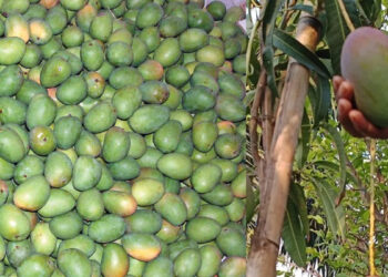 மாம்பழ விவசாயிகள் நஷ்டத்தில் தவிப்பு; அமைச்சர், துறை இயக்குனர் அமெரிக்கா பயணம் – விவசாயிகள் கடும் எதிர்ப்பு