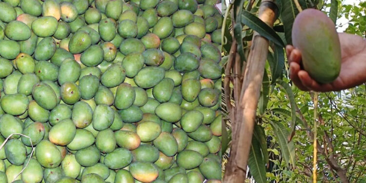 மாம்பழ விவசாயிகள் நஷ்டத்தில் தவிப்பு; அமைச்சர், துறை இயக்குனர் அமெரிக்கா பயணம் – விவசாயிகள் கடும் எதிர்ப்பு