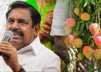 மா விவசாயிகளுக்காக உண்ணாவிரதம் : 20ம் தேதி கிருஷ்ணகிரியில் அ.தி.மு.க. போராட்டம்