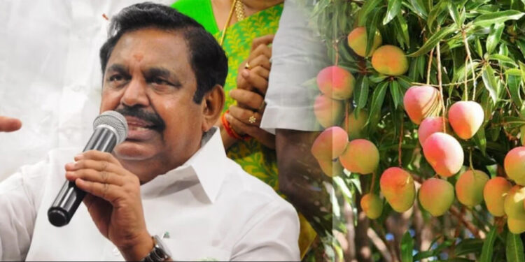 மா விவசாயிகளுக்காக உண்ணாவிரதம் : 20ம் தேதி கிருஷ்ணகிரியில் அ.தி.மு.க. போராட்டம்