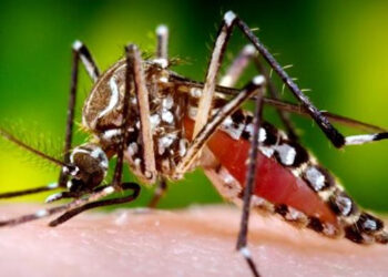 வெப்பத்தை உணரும் திறன் ! ஏடிஸ் எகிப்டி கொசுவின் அதிரடியான புதிய தன்மை – விஞ்ஞானிகள் கண்டுபிடிப்பு