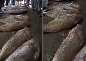 மீனவர் வலையில் ரூபாய் 15 லட்சம்.. அடித்தது ஜாக்பாட்