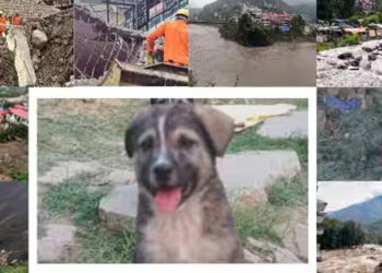 நாயின் குரல் உயிரைக் காத்தது : ஹிமாச்சலில் நிலச்சரிவில் 67 பேர் தப்பிய நெகிழ்ச்சி சம்பவம் !