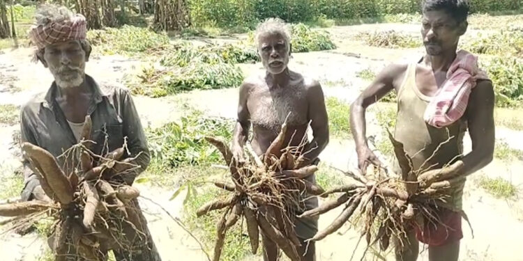 100ஏக்கரில் தண்ணீர் புகுந்து மரவள்ளி சாகுபடி பாதிப்பு நஷ்டத்தை சந்தித்த விவசாயிகள் இழப்பீடு கோரிக்கை