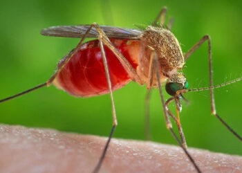 கொசு கடிக்கும்போது எவ்வளவு இரத்தம் உறிஞ்சும் ? ஏன் அரிப்பு ஏற்படுகிறது ?