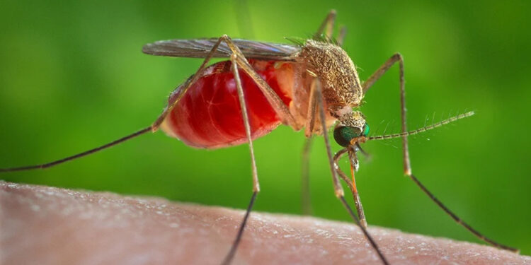 கொசு கடிக்கும்போது எவ்வளவு இரத்தம் உறிஞ்சும் ? ஏன் அரிப்பு ஏற்படுகிறது ?