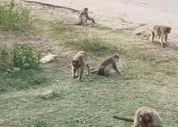 உணவுத் தேடி வரும் வனவிலங்குகள் உயிரிழப்பு அதிகரிப்பு