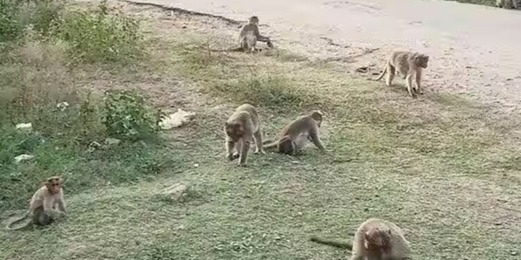 உணவுத் தேடி வரும் வனவிலங்குகள் உயிரிழப்பு அதிகரிப்பு