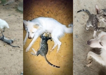 தாயென நினைத்து வளர்ப்பு நாயிடம் பால் குடிக்கும் பூனை..!