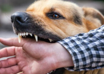 நாய் கடித்ததைக் கவனிக்காமல் விட்ட இளைஞர் பரிதாப மரணம்