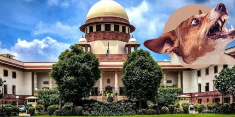 தெருநாய்கள் பிரச்னை : அரசின் செயலற்ற தன்மைக்கு உச்சநீதிமன்றம் அதிருப்தி