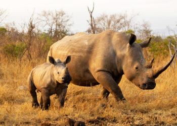 காண்டாமிருகங்களை காக்க கதிரியக்க ஊசி ! தென்னாப்ரிக்காவின் புதிய முயற்சி