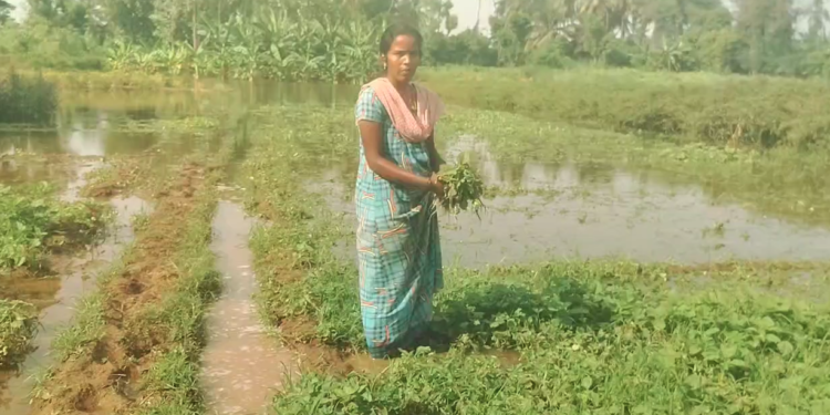 சீர்காழி திட்டு கிராமங்களை சூழ்ந்த வெள்ளநீர் விவசாயிகள் வேதனை