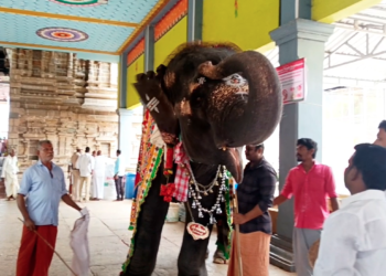 உலக யானைகள் தினம் திருக்கடையூர் கோவிலில் சிறப்பு பூஜைகள் செய்து பாசமுடன் வாழ்த்து யானையும் மகிழ்ச்சி