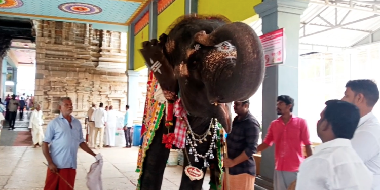 உலக யானைகள் தினம் திருக்கடையூர் கோவிலில் சிறப்பு பூஜைகள் செய்து பாசமுடன் வாழ்த்து யானையும் மகிழ்ச்சி