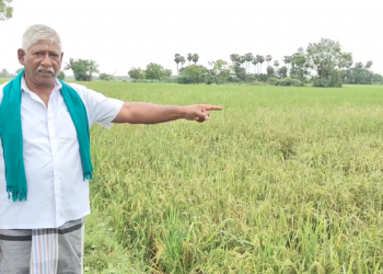 ஆனதாண்டவபுரத்தில் அறுவடைக்கு தயாராகும் குறுவை பயிர்களை புகையான் நோய் தாக்குதல்