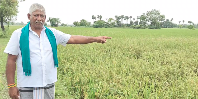 ஆனதாண்டவபுரத்தில் அறுவடைக்கு தயாராகும் குறுவை பயிர்களை புகையான் நோய் தாக்குதல்